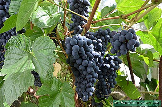Rrushi në Siberi: tiparet e mbjelljes dhe kujdesit