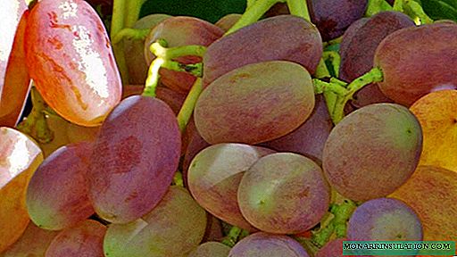 انگور وکٹر - فتح کا ایک حقیقی ذائقہ۔ پودے لگانے اور اگنے کا طریقہ