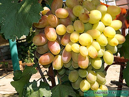 नोव्होचेर्कस्कची द्राक्षे वर्धापन दिनः विविध प्रकारची वैशिष्ट्ये आणि लागवडीची बारीक बारीकी