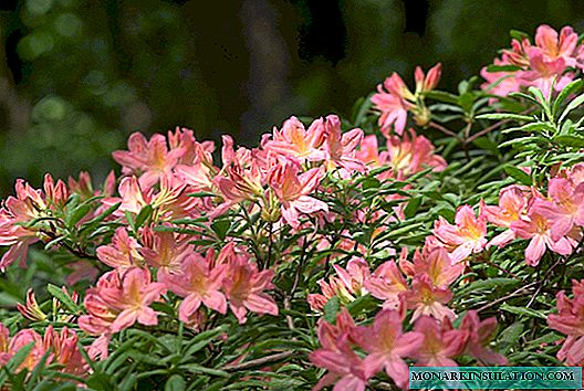Crecemos rododendros: os matices de plantación e coidado, todo sobre a reprodución