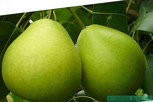 ការដាំដុះ pear ដែលខ្ញុំចូលចិត្ត