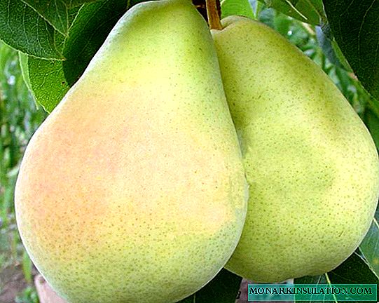 Uzgoj Victoria Pears