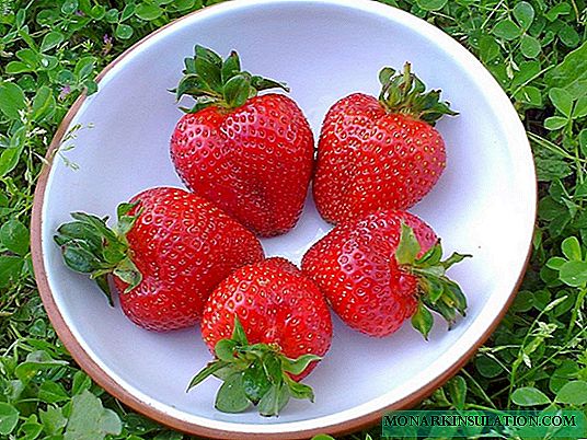 बियाणे पासून स्ट्रॉबेरी वाढत: लागवड आणि बीपासून नुकतेच तयार झालेले रोप काळजी