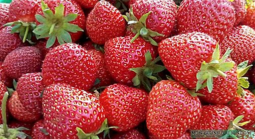 Tanduran strawberry ing pondokan musim panas: macem-macem cara lan tips kanggo perawatan