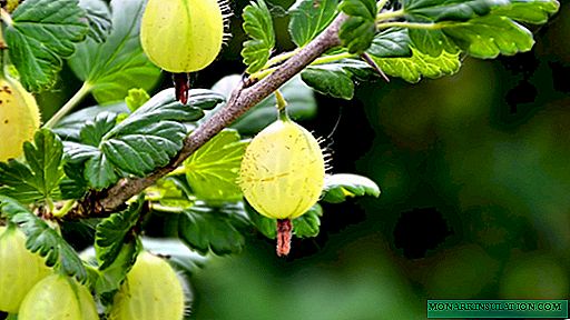 Tanduran gooseberry: saka macem-macem pilihan kanggo panen