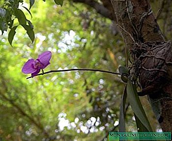 Haziak sortzen dituzten orkideak hazten dira - kimera edo errealitatea?