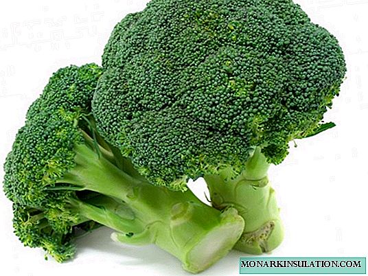 Rritja e fidanëve të lakrës së brokolit dhe kujdesi për to në shtëpi