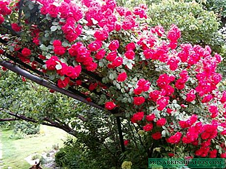 Ap grandi roz nan Siberia: chwazi varyete sezon fredi-hardy + plante ak règleman swen