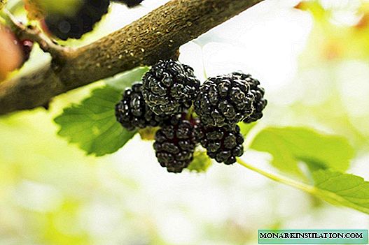 Mulberry-kultivado: kultivmetodoj, kroroj kaj komunaj varioj