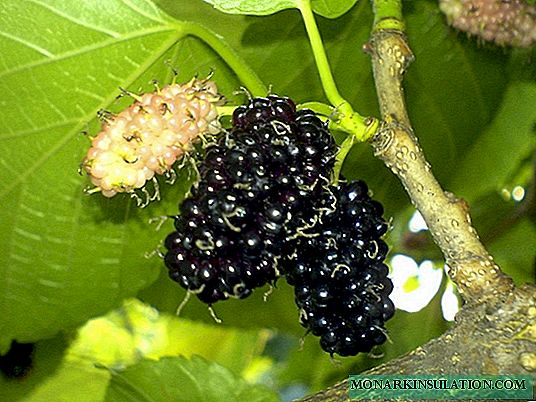 Ang paglilinang ng Mulberry sa Rehiyon ng Moscow: angkop na mga varieties, mga tampok ng pagtatanim at pag-aalaga