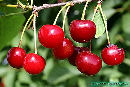 Cherry Malinovka: usa sa pinalabi nga lahi sa Russia