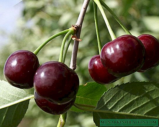 Cherry Morozovka - penduduk usum tiris-Hardy sareng ngeunah kebon