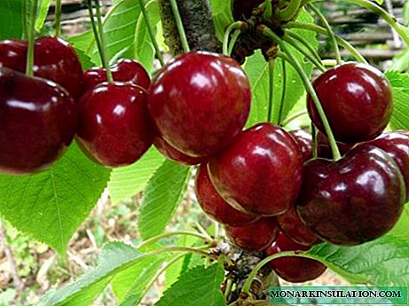 Cherry Coeval - نحوه کاشت و رشد