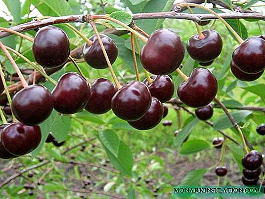 Cherry selbstfruchtbar fir d'Moskau Regioun