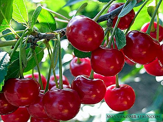 Cherries nyingi - aina ya kujitengenezea kwa Urals na Siberia