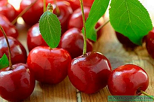Cherry Orchard: varioj kaj specoj de ĉerizoj