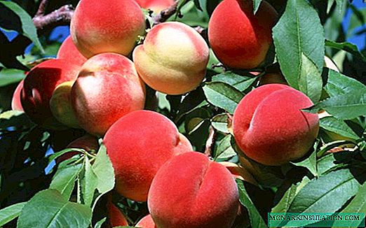 Matsaloli masu yiwuwa tare da girma peach