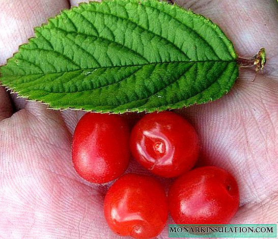 Sagala rusiah tina cherries karasa: Pilihan Pilihan, penanaman, ngarawat sareng fitur pembiakan
