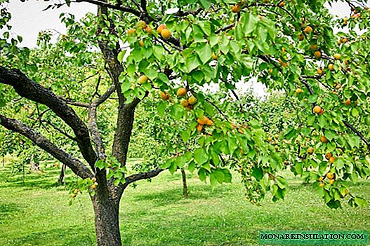 Gbogbo Nipa Apricot Pruning