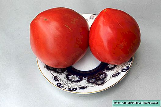 Alles Iwwer Erfollegräich Tomate Gréng Bull Häerz: Eng Liiblings Varietéit vu rosa Tomaten