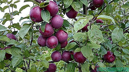 Apple Arbor Nigrum Prince - Batavica nobilis est in horto