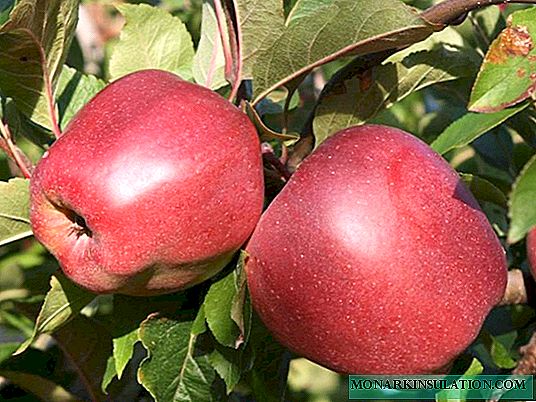 Pokok apel Gloucester: foto lan katrangan babagan macem-macem, utamane nandur lan ngurus, ulasan tukang kebon