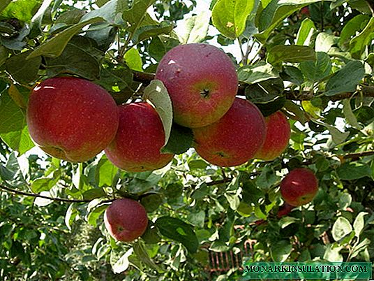 اورلک سیب کے درخت: میٹھے کے ذائقوں کے پھلوں کے ساتھ سردیوں کی مختلف قسمیں