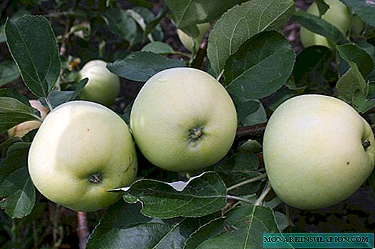 Appleपल ट्री कार्पेट: द्राक्षांचा हंगाम ग्रीष्मकालीन ग्रेड