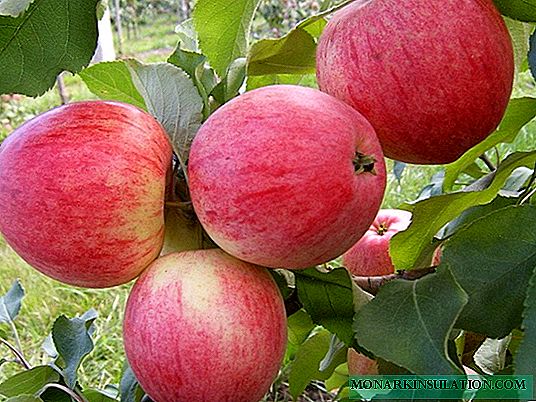 I-Apple Tree Shtrifel - futhi kwi-wave yempumelelo