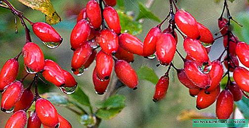 O esplendor brillante dos arbustos de barberry no xardín: unha variedade de especies e variedades