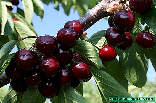 Yaroslavna - ang labing inila nga lainlaing klase sa mga cherry
