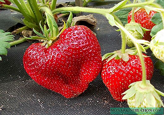 Qarsoodiga ah Chamorora Turusi: Strawberry looma baahna caajiska