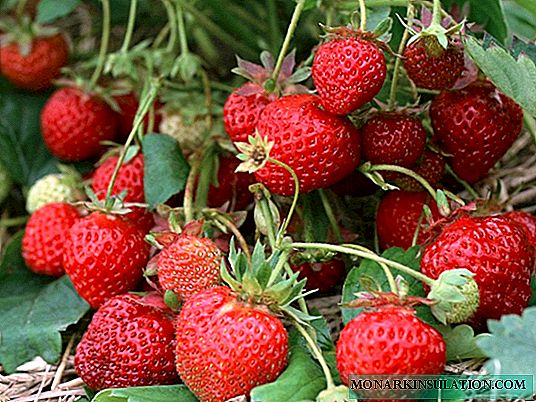 Strawberry Mokete - mofuta oa khale oa lapeng o hlokang tlhokomelo e khethehileng