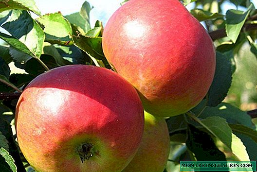 Zhigulevskoe - ուշ փորձված խնձոր