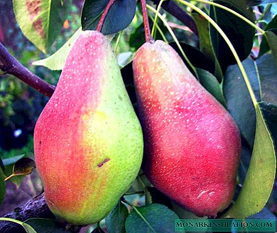 Pears ລະດູຫນາວ: ແນວພັນທີ່ດີທີ່ສຸດແລະລັກສະນະຂອງການດູແລ