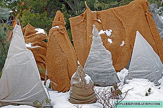 Hibernación invernal das coníferas: como protexer as plantas das xeadas