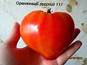 Әдемі және дәмді қызанақ - қызанақ «Orange Russian 117»