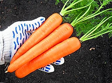ক্রমবর্ধমান carrots বিভিন্ন ধরণের বৈশিষ্ট্য এবং বৈশিষ্ট্য "Losinoostrovskaya 13"