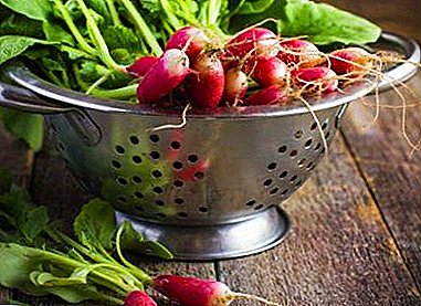 Која е разновидноста на ротквицата "18 дена", како да расте и да се користи?