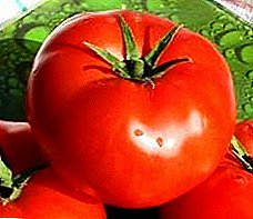 "Pangulo 2" - usa ka sayo nga hybrid tomato nga adunay seryoso nga mga pananom, ang paghulagway niini ug mga rekomendasyon alang sa pagtubo