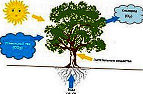 ဖန်လုံအိမ်နှင့်သင့်အပင်တွေအလင်းစည်းရုံးရေးတခြားနည်းလမ်းတွေ CO2 မီးစက်