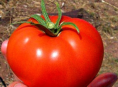 A dagba tomati tete "Volgograd Early 323": awọn ẹya ara ẹrọ ati awọn fọto