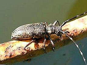 Eximito, et corticem beetle IV modum praesidium