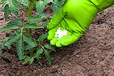 ٹماٹر seedlings کے لئے سب سے اوپر ڈریسنگ کے 5 قسم. ہم لوک علاج کی مدد سے بڑی فصل بناتے ہیں