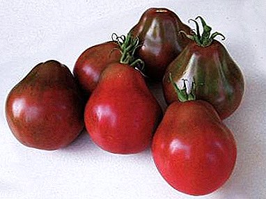 Variedade xaponesa de tomate Trufa negra - ata 6 kg. dun arbusto!