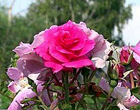हिवाळा साठी निवारा आणि गुलाब तयार बद्दल 6 सर्वात frequent गैरसमज