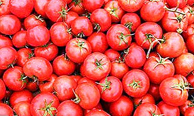 Secrets of the increase of tomatoes in 8 or 10 times. Danûstandinên rêbazên tomarokên li Maslovê