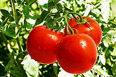 Karakteristike 8 vrsta determinantnih sorti paradajza: šta je to i kako povrtar može dobiti željeni usjev?