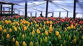 Teknolohiya para sa mga nagsisimula: agrikultura teknolohiya ng lumalagong tulips sa greenhouse sa pamamagitan ng Marso 8