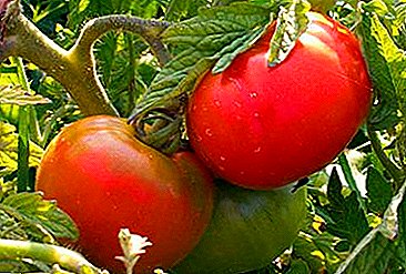 Kita tuwuh awal-83 tomat: deskripsi macem-macem lan woh foto